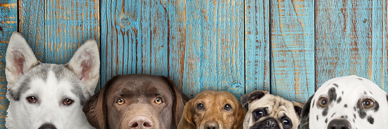 Dog breeds shop clearance near me