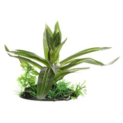 Fluval Giant Sagittaria Plant - Small - 10 cm (4&quot;) with base
