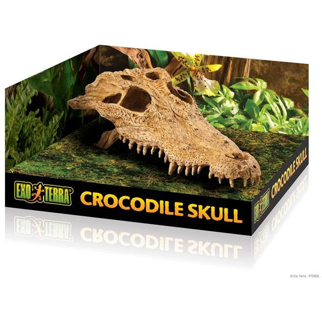 レイアウト用品 Crocodile Buffalo Primate skull Exo Terra Crocodile Skull - Safari Pet Center